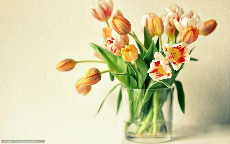 Tulips in a Vase — White, Serene, Spring, Photograph