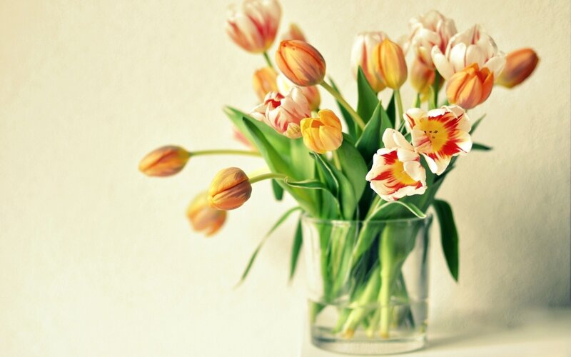 Tulips in a Vase — White, Serene, Spring