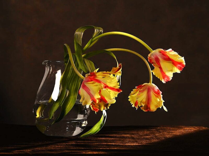 Tulips in a Vase — Yellow, Dramatic, Photograph, Flowers