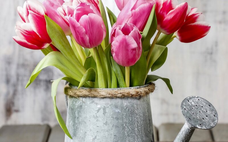 Tulips in a Watering Can — Pink