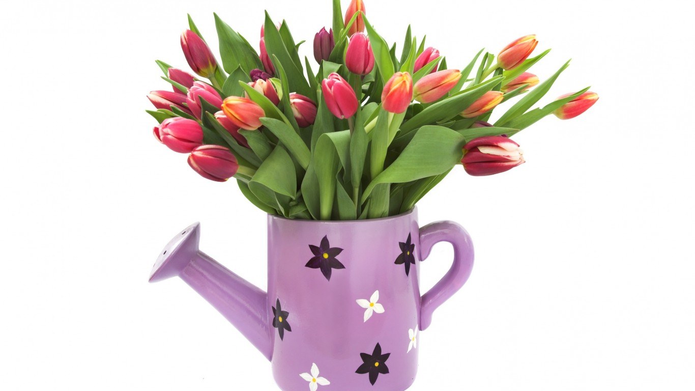tulips in a watering can
