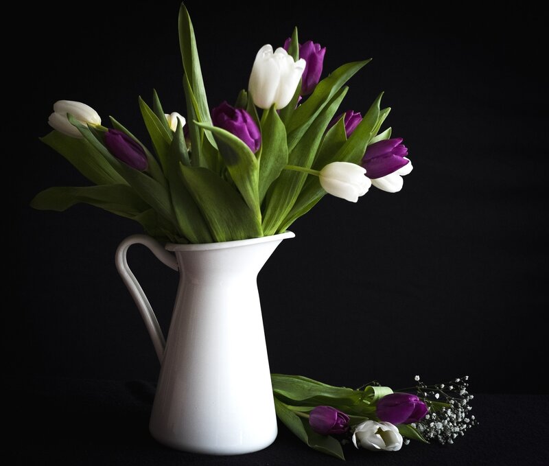 Tulips in a White Pitcher — Dramatic