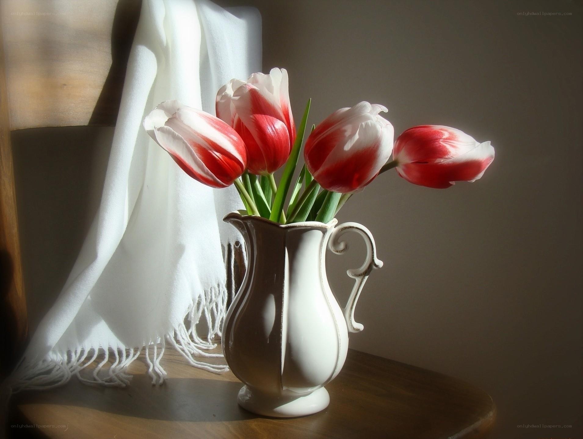 Tulips in a white pitcher