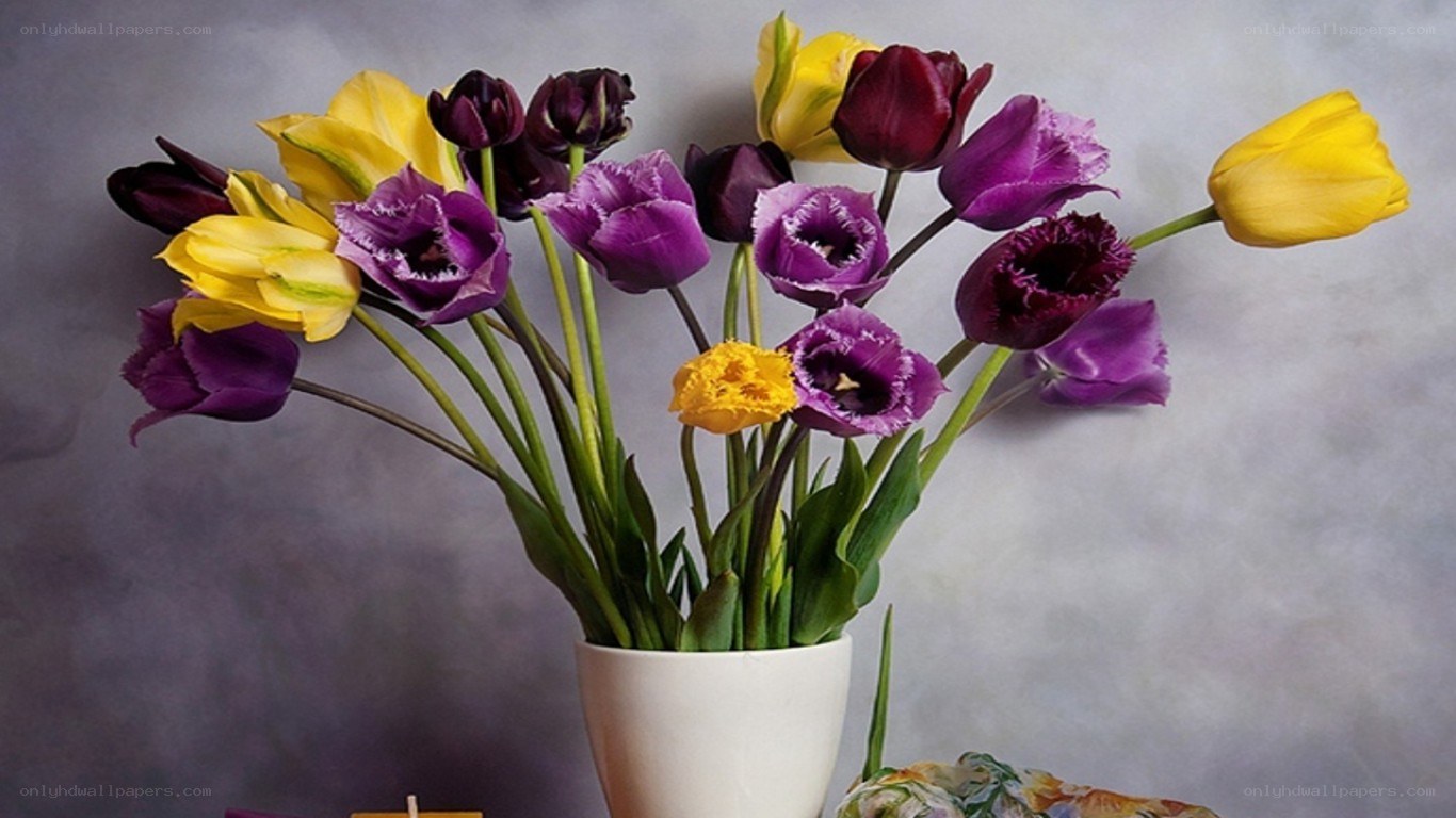tulips in a white vase
