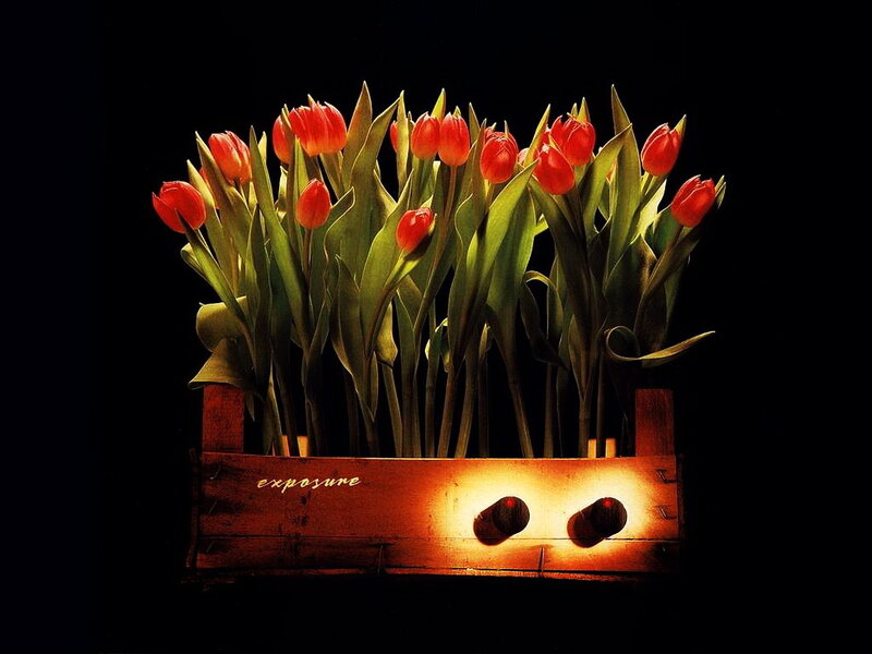 tulips in a wooden crate