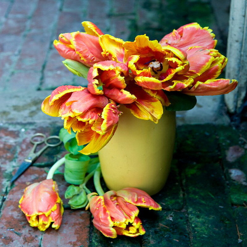 Tulips in a yellow vase