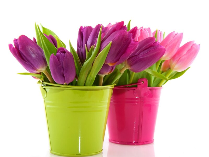 Tulips in Buckets — Purple, Bright, Spring