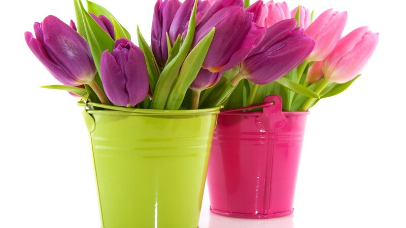 Tulips in Buckets — Purple, Bright