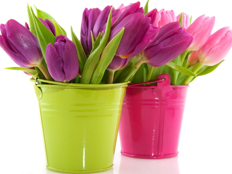 Tulips in Buckets — Purple