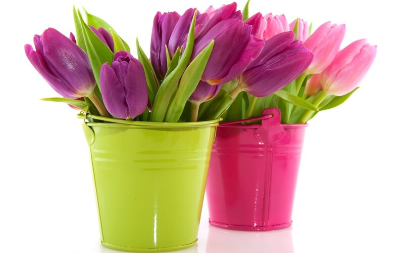 Tulips in Buckets