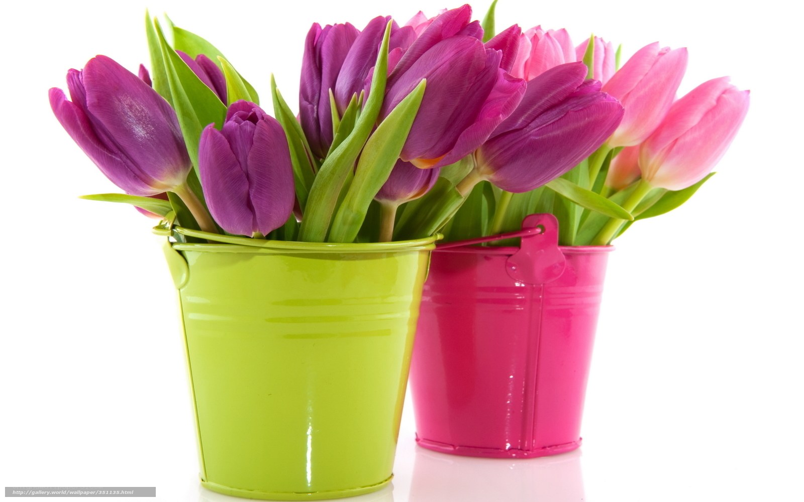 tulips in colorful buckets