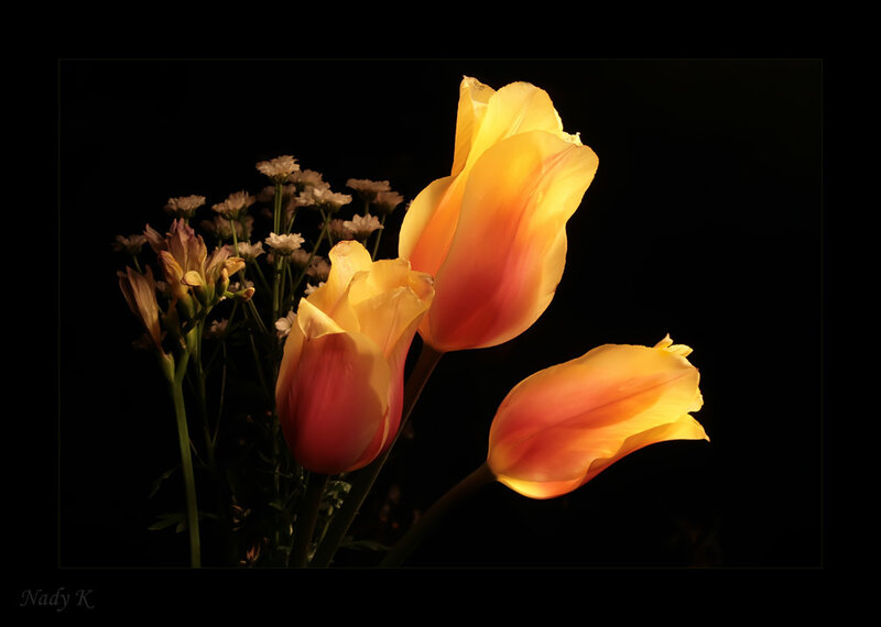 Tulips in Dark Background