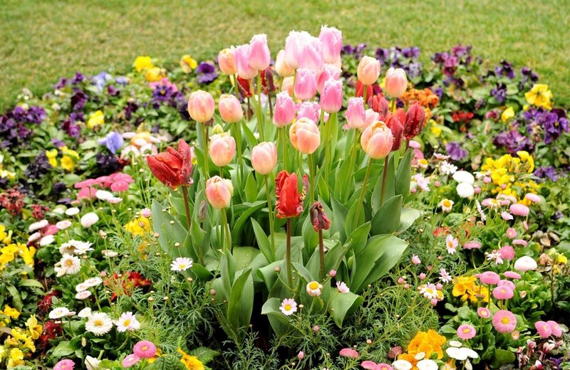 Tulips in Flower Bed — Pink