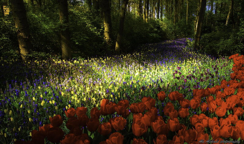 Tulips in Forest