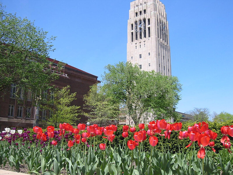 Tulips in front of a clock tower