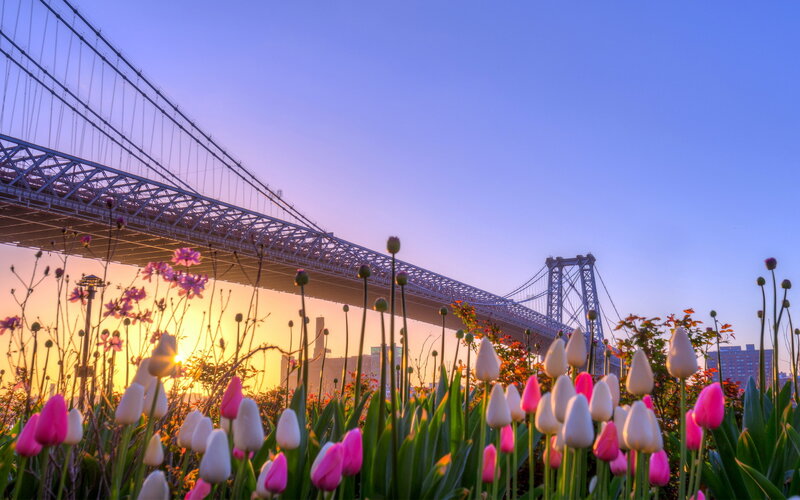 Tulips in Front of Bridge