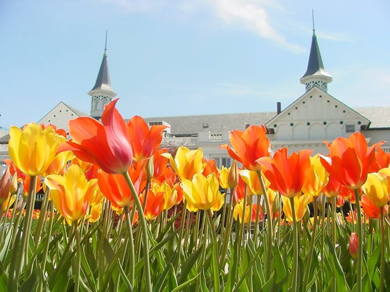 Tulips in Front of Building