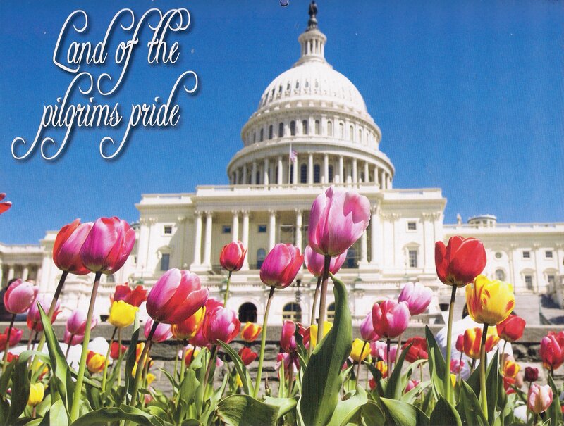 Tulips in Front of Capitol