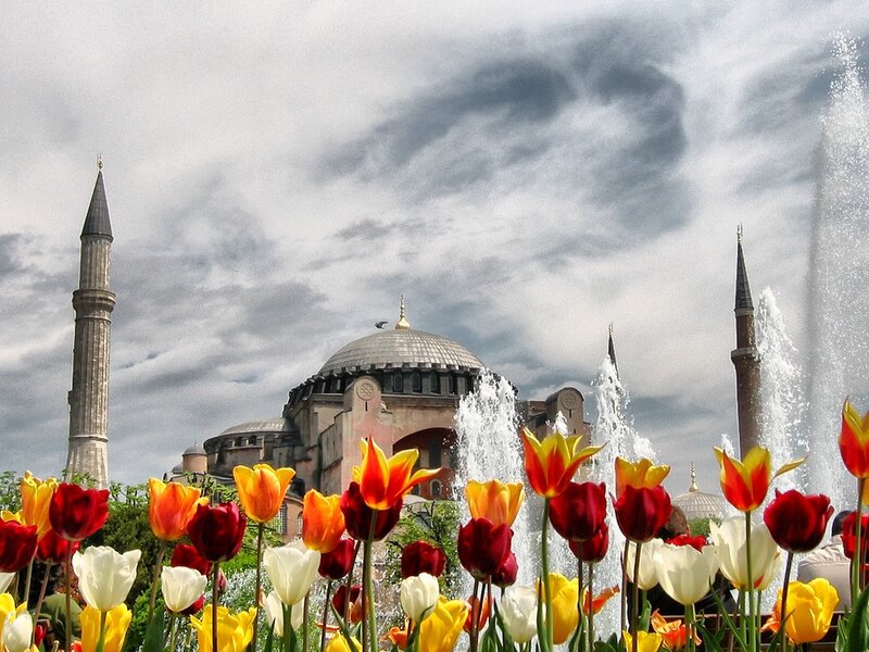 Tulips in front of Hagia Sophia