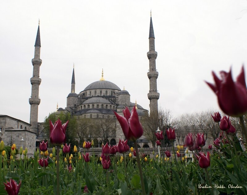 Tulips in Front of Mosque