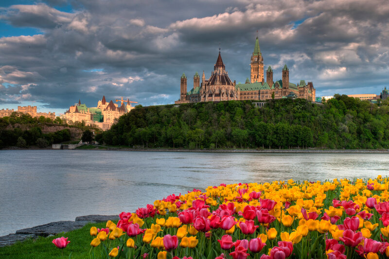 Tulips in Front of Parliament