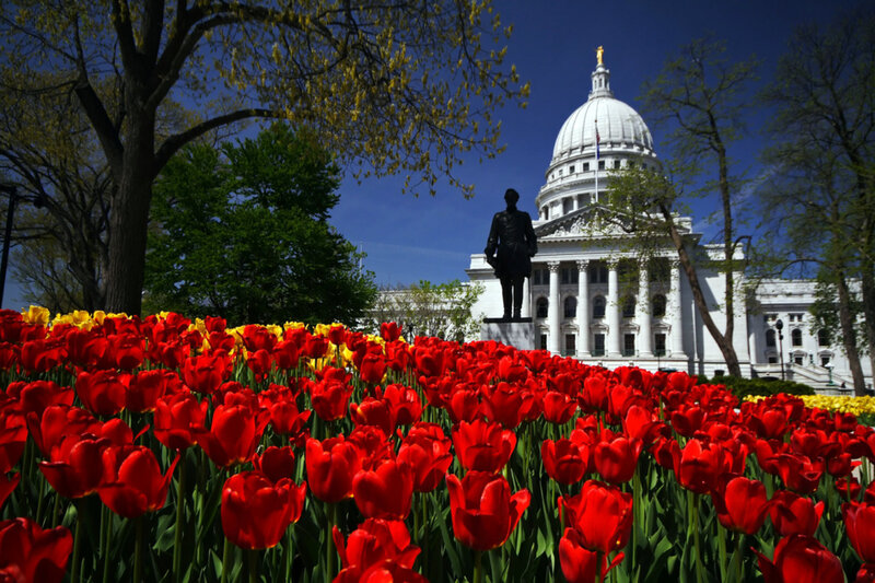 Tulips in front of state capitol