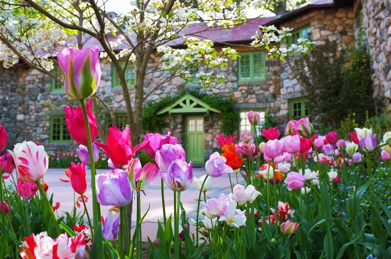 Tulips in Front of Stone House