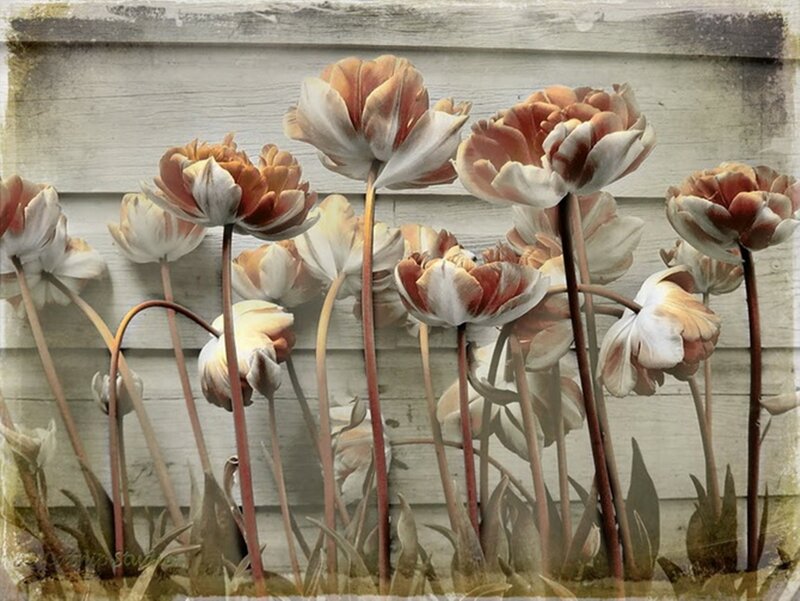 Tulips in Front of Wall