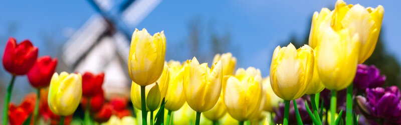 tulips in front of windmill