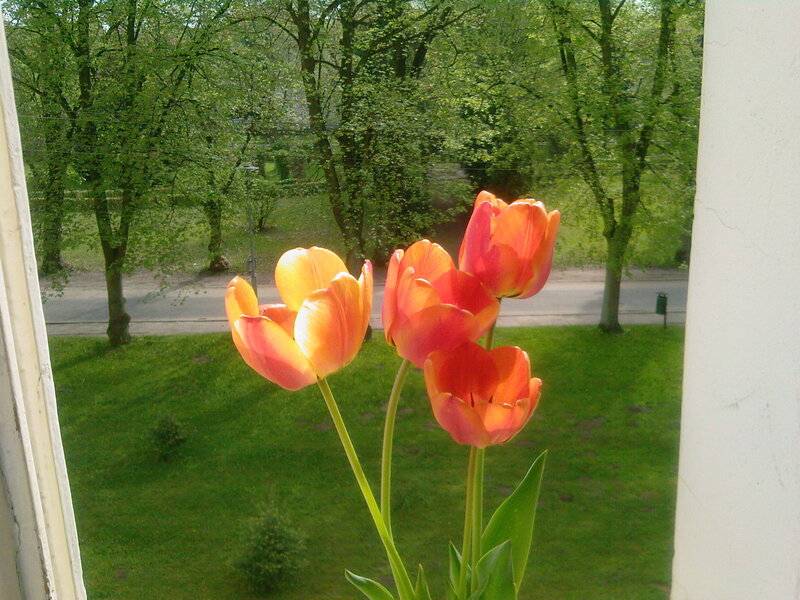 Tulips in Front of Window