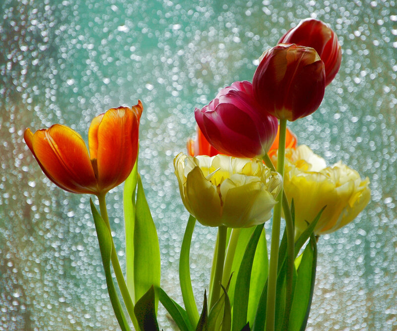 Tulips in Front of Window — Yellow