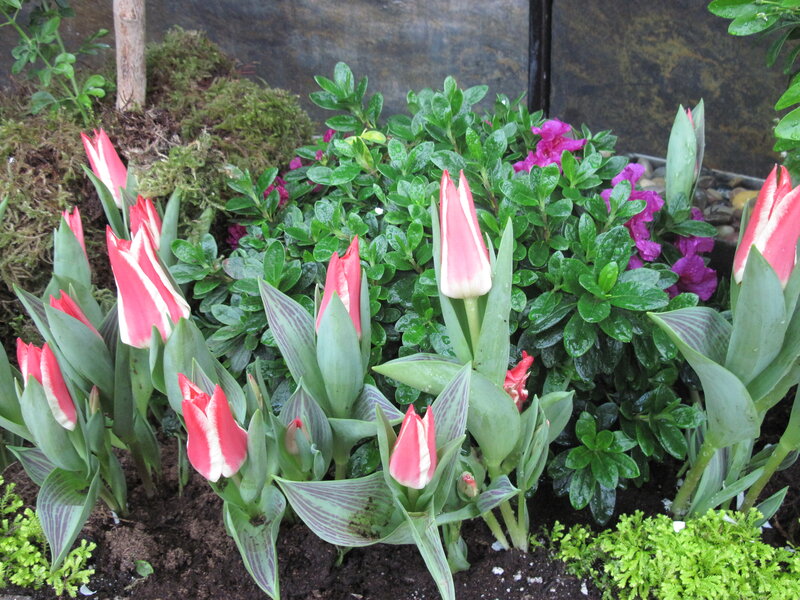 Tulips in Garden Bed — Green