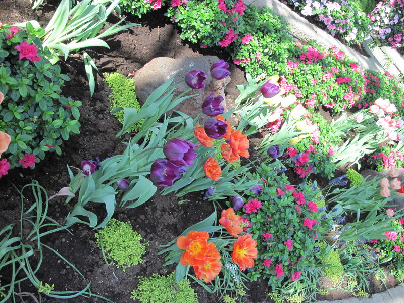 Tulips in Garden Bed — Purple