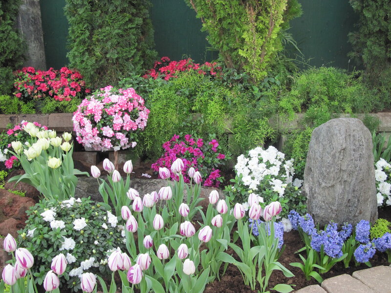 Tulips in Garden Bed