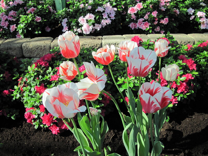 Tulips in Garden Bed — White