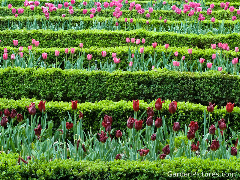 Tulips in Garden Beds