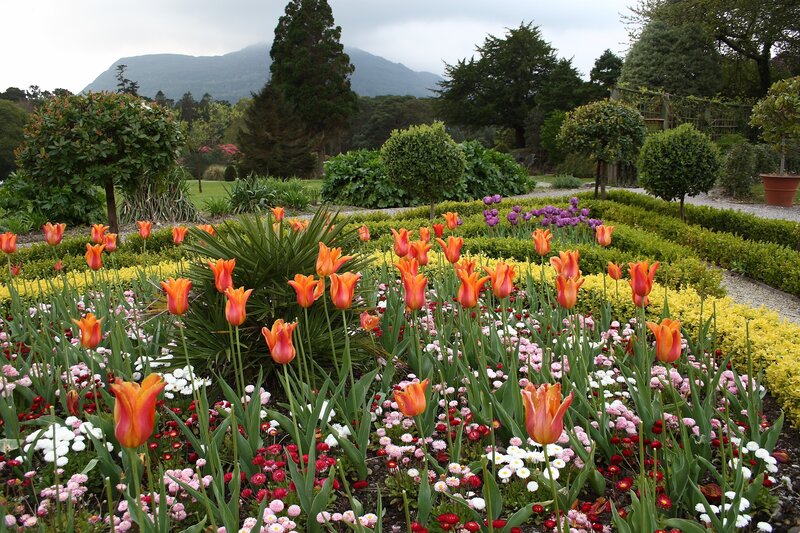 Tulips in Garden — Orange
