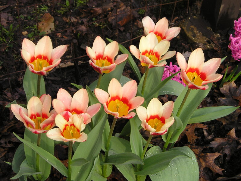 Tulips in Garden — Pink, Calm