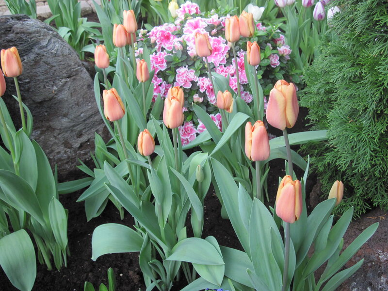 Tulips in Garden — Pink