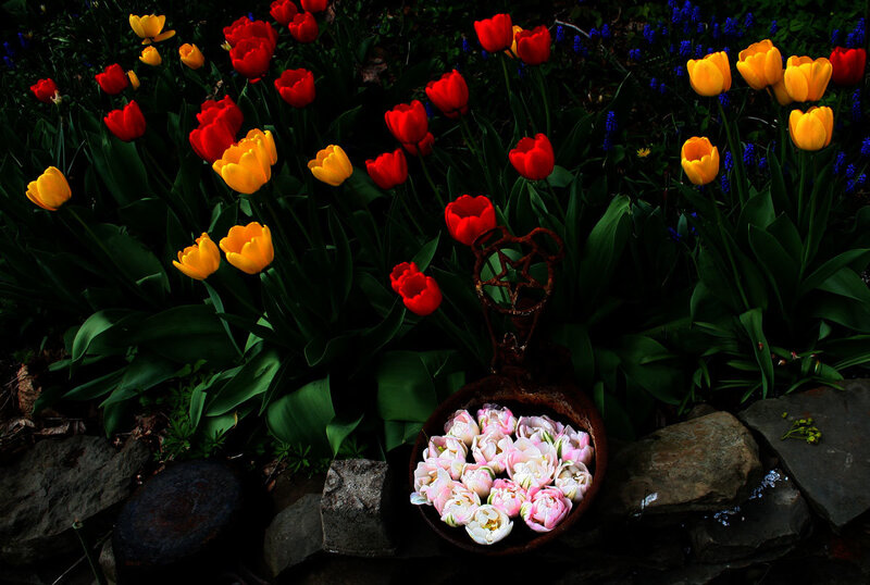 Tulips in Garden — Red, Dramatic