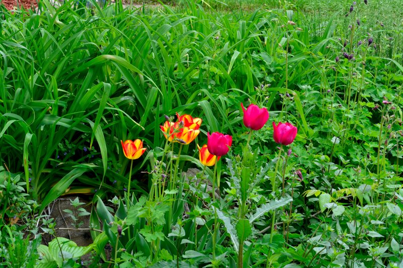Tulips in Garden — Red, Natural