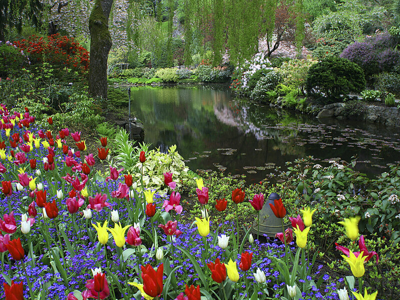 Tulips in Garden — Red, Serene