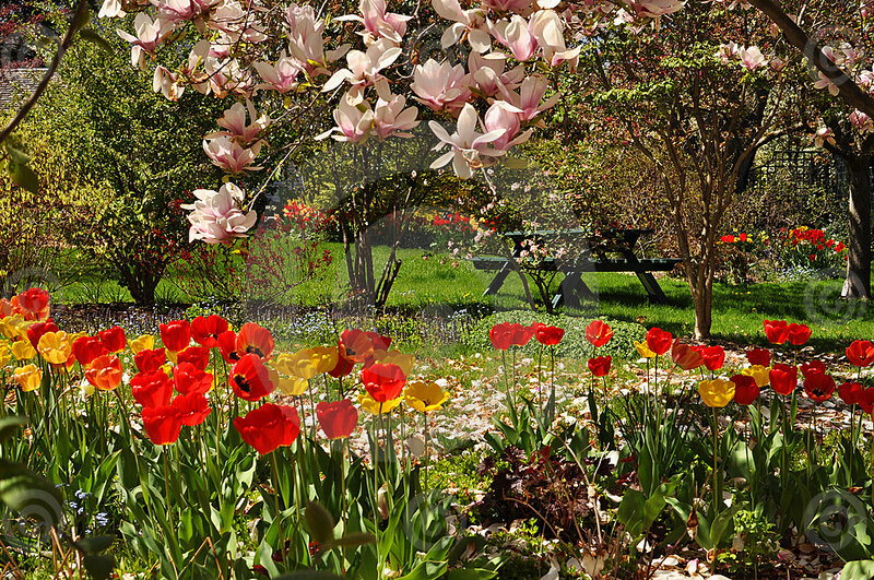 Tulips in Garden