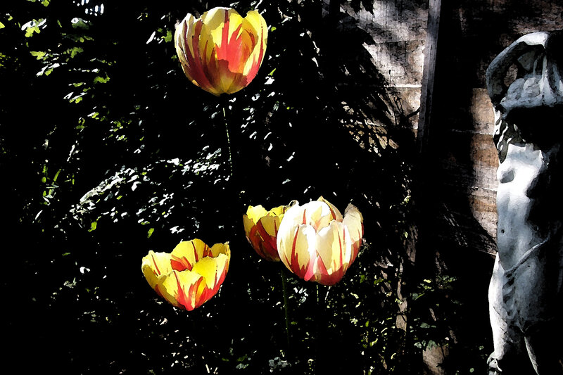 Tulips in Garden — Yellow, Dramatic
