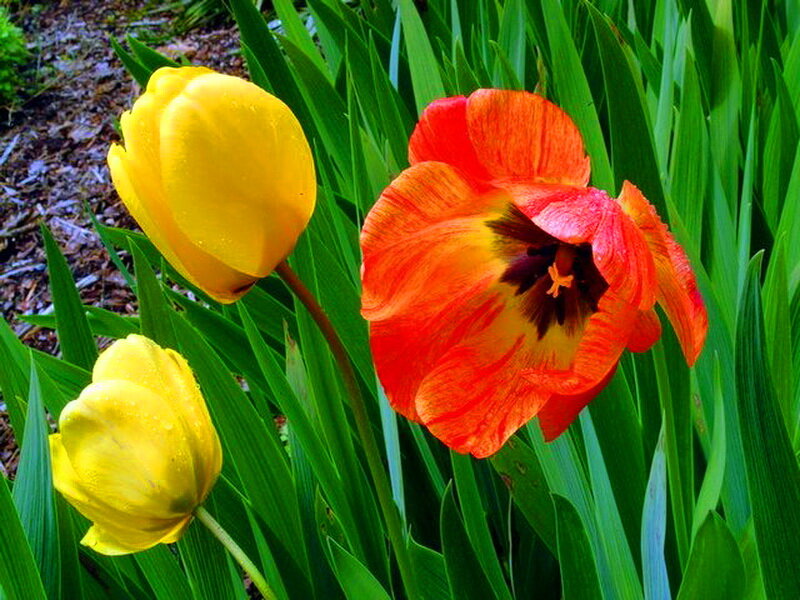 Tulips in Garden — Yellow