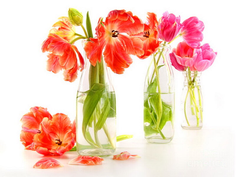 Tulips in Glass Bottles