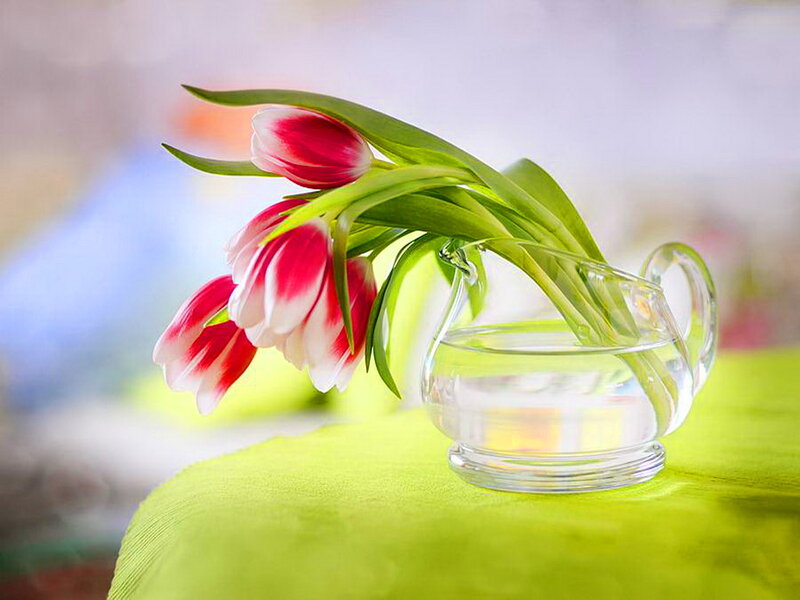 Tulips in Glass Pitcher