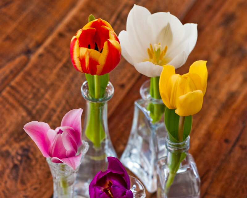 Tulips in Glass Vases — White