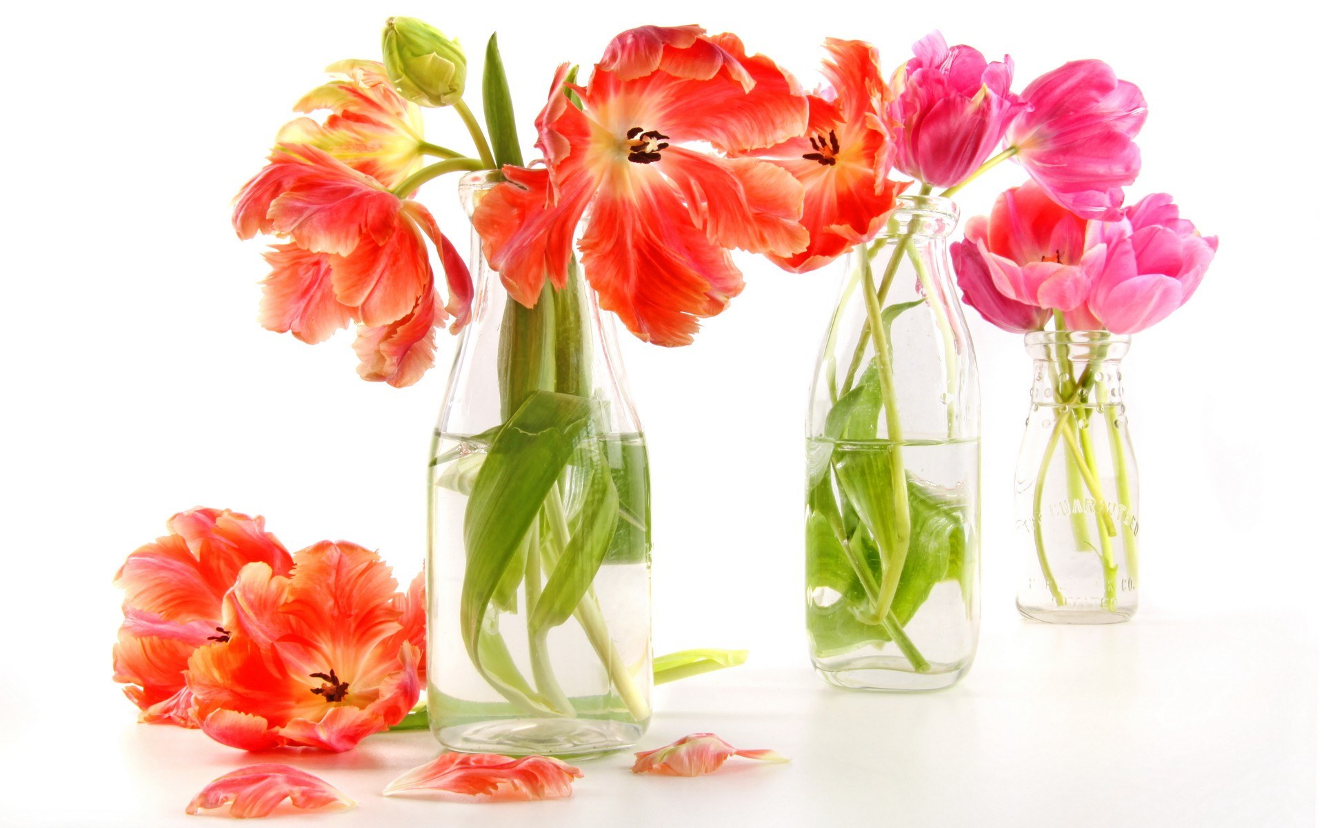 tulips in glass vases