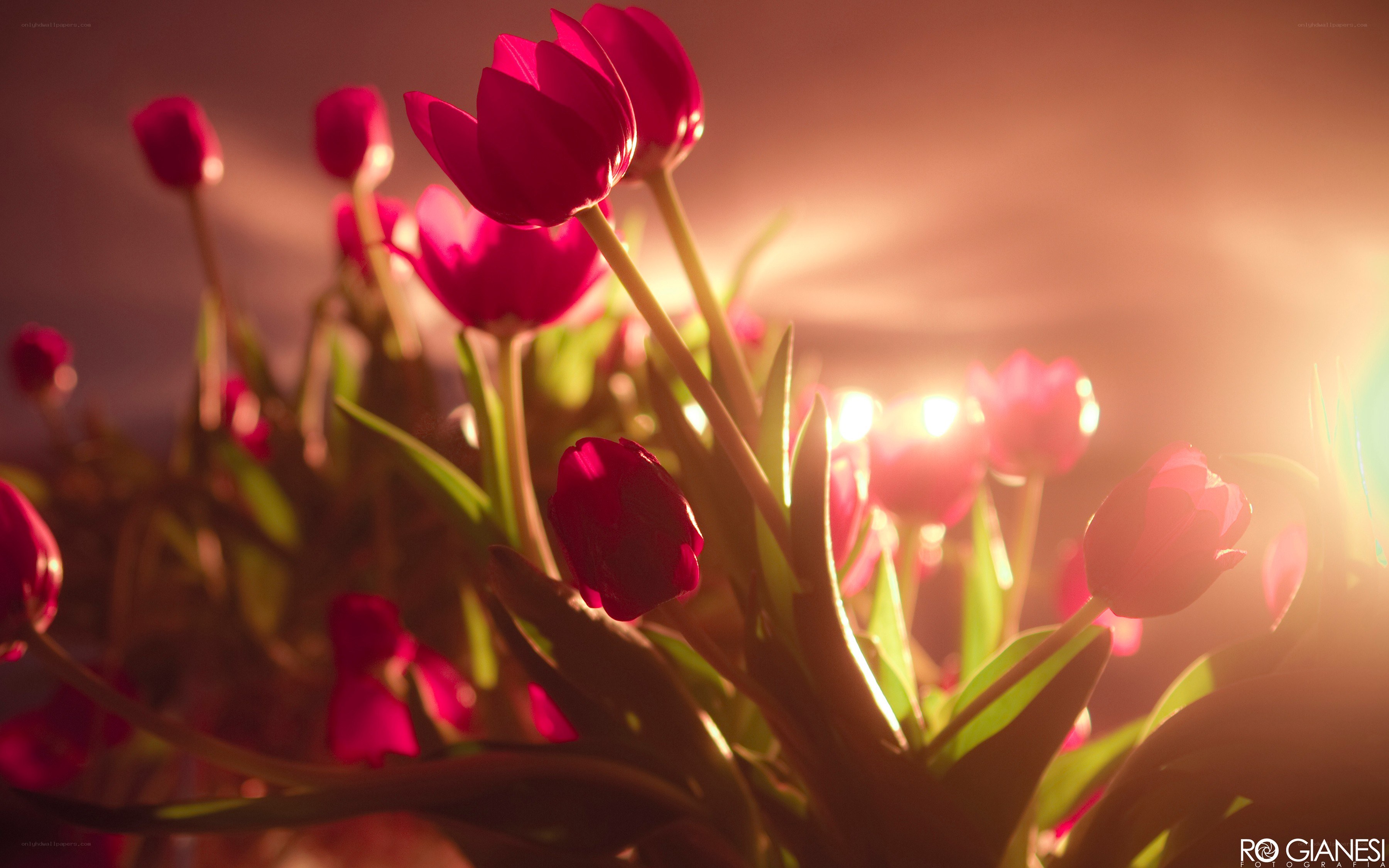 tulips in golden light